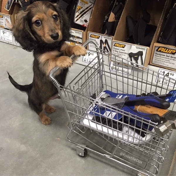 Shangrala's Dogs In Shopping Carts