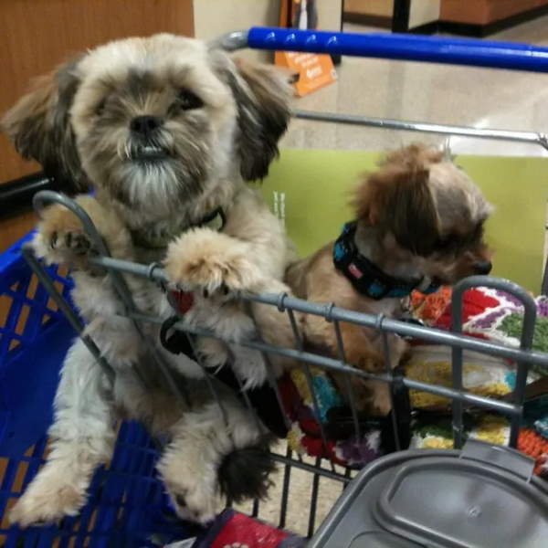 Shangrala's Dogs In Shopping Carts