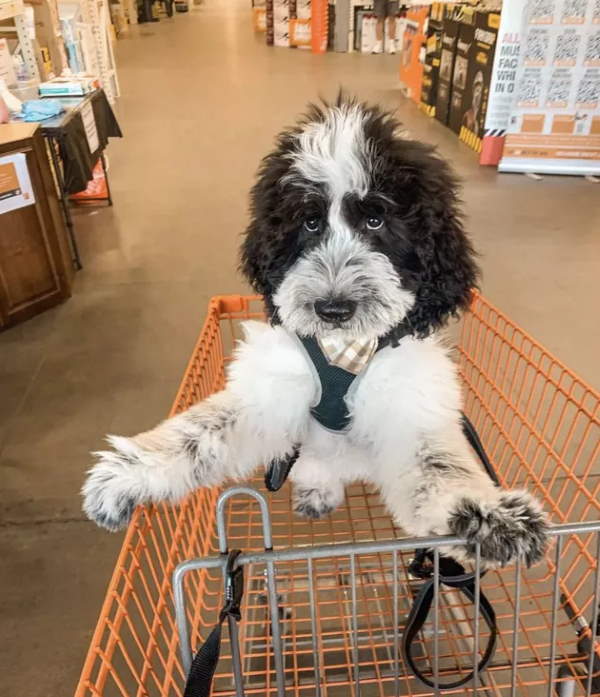 Shangrala's Dogs In Shopping Carts