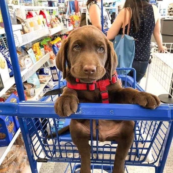 Shangrala's Dogs In Shopping Carts