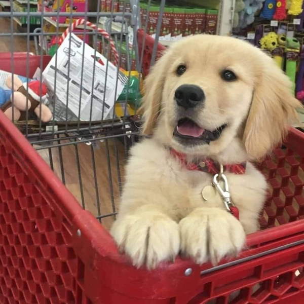 Shangrala's Dogs In Shopping Carts