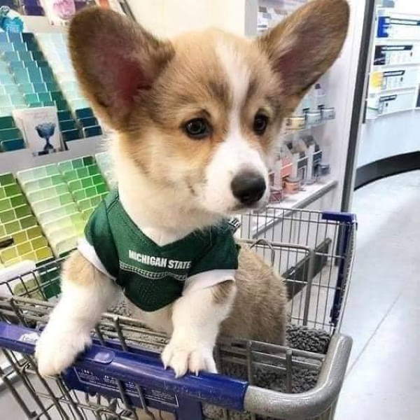 Shangrala's Dogs In Shopping Carts