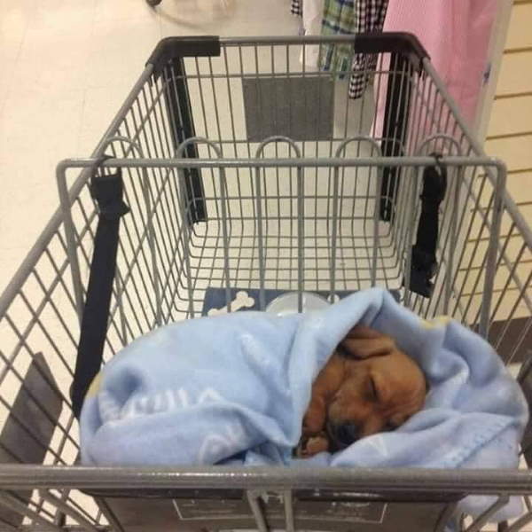 Shangrala's Dogs In Shopping Carts