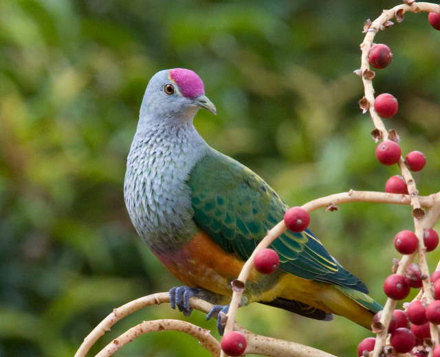 Shangrala's Rainbow Fruit Dove