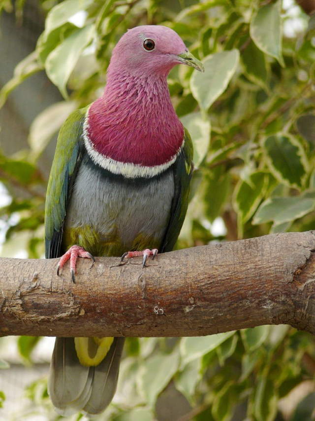 Shangrala's Rainbow Fruit Dove