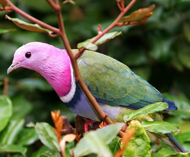 Shangrala's Rainbow Fruit Dove