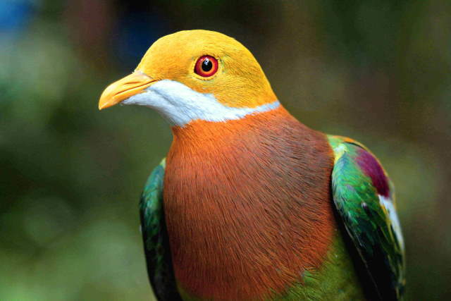 Shangrala's Rainbow Fruit Dove