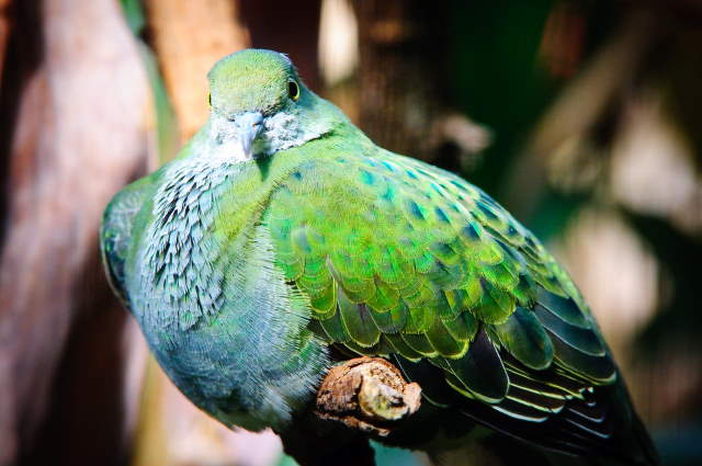 Shangrala's Rainbow Fruit Dove