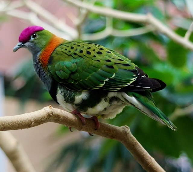 Shangrala's Rainbow Fruit Dove