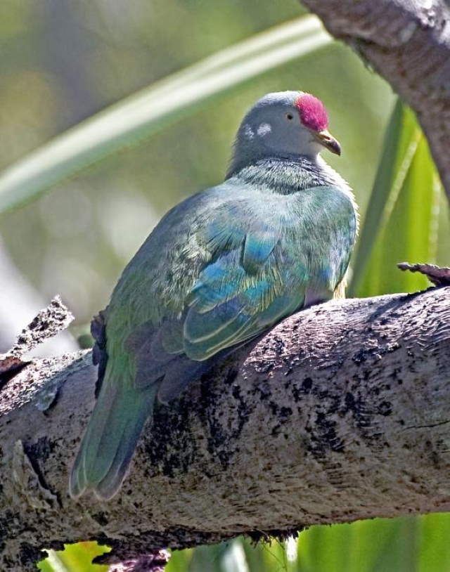 Shangrala's Rainbow Fruit Dove