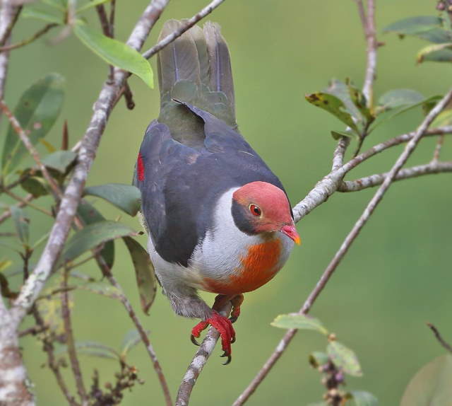 Shangrala's Rainbow Fruit Dove