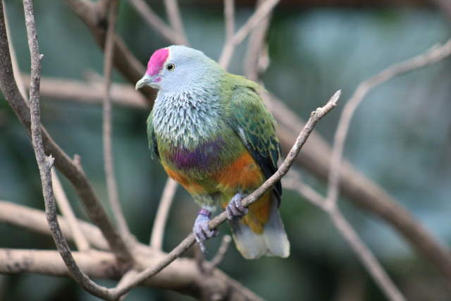 Shangrala's Rainbow Fruit Dove