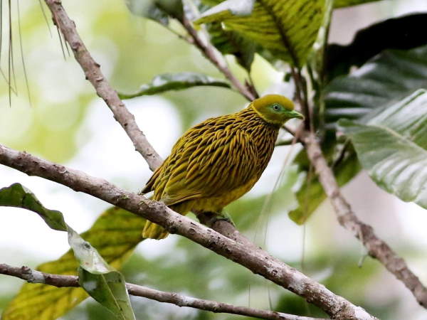 Shangrala's Rainbow Fruit Dove