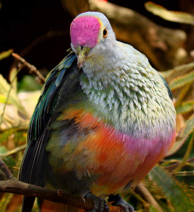 Shangrala's Rainbow Fruit Dove