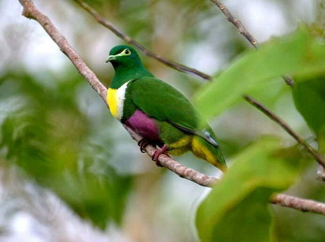 Shangrala's Rainbow Fruit Dove