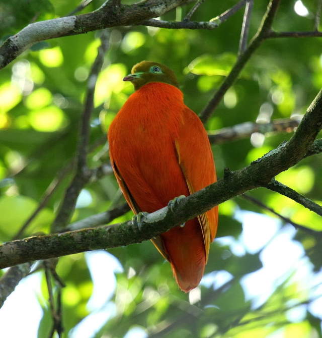 Shangrala's Rainbow Fruit Dove