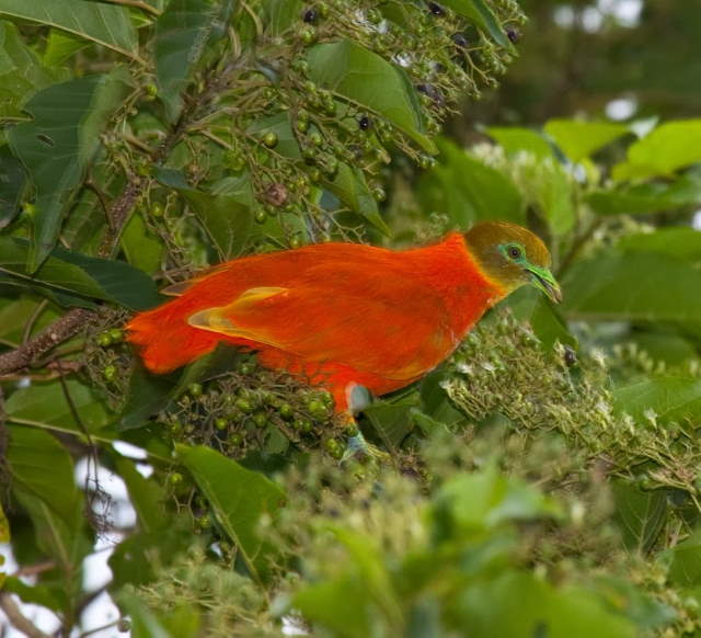 Shangrala's Rainbow Fruit Dove