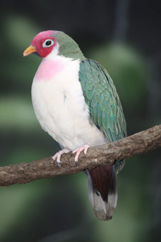 Shangrala's Rainbow Fruit Dove