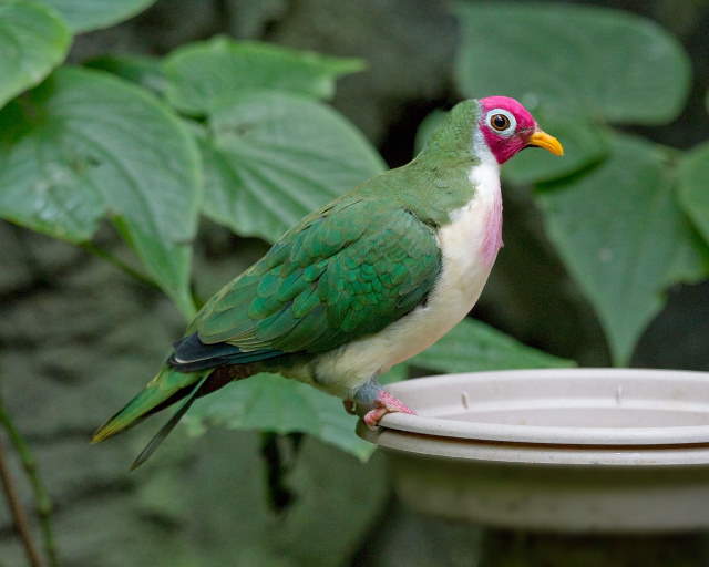 Shangrala's Rainbow Fruit Dove