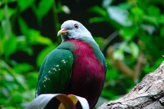 Shangrala's Rainbow Fruit Dove