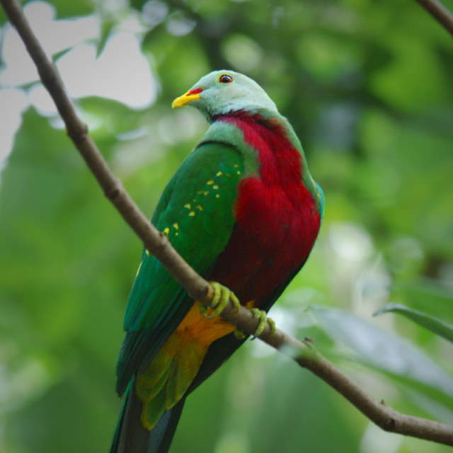 Shangrala's Rainbow Fruit Dove