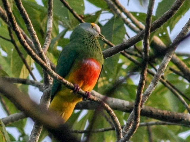 Shangrala's Rainbow Fruit Dove