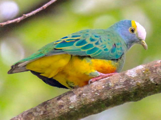 Shangrala's Rainbow Fruit Dove