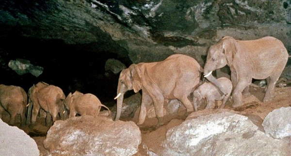 Shangrala's Elephant Salt Miners