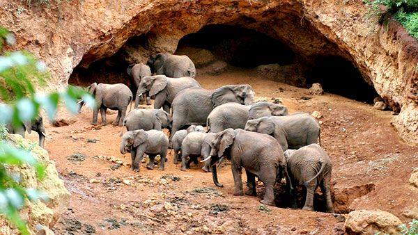 Shangrala's Elephant Salt Miners