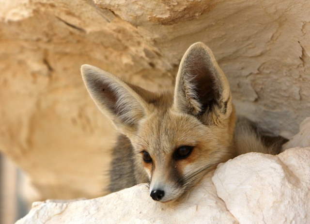 Shangrala's World's Smallest Fox