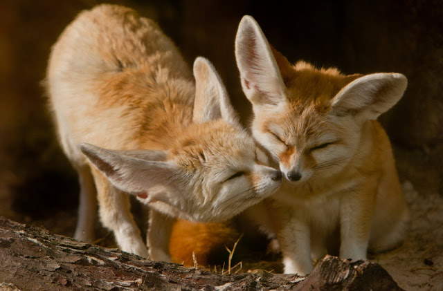 Shangrala's World's Smallest Fox