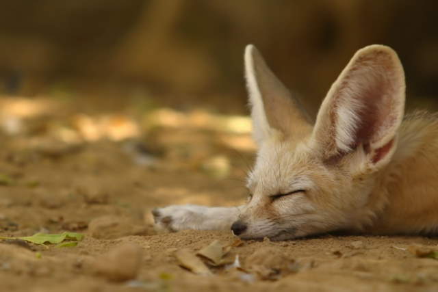 Shangrala's World's Smallest Fox