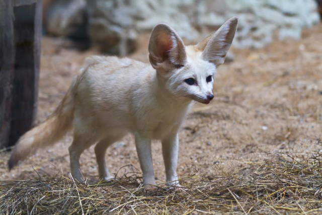 Shangrala's World's Smallest Fox