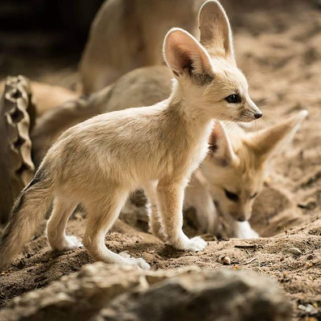 Shangrala's World's Smallest Fox