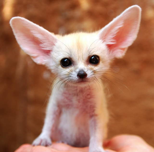 Shangrala's World's Smallest Fox