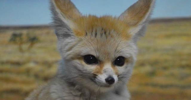 Shangrala's World's Smallest Fox