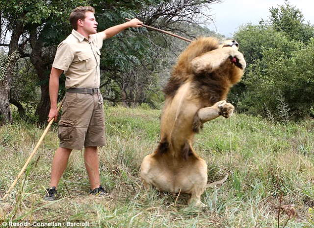 Shangrala's Lion Massages