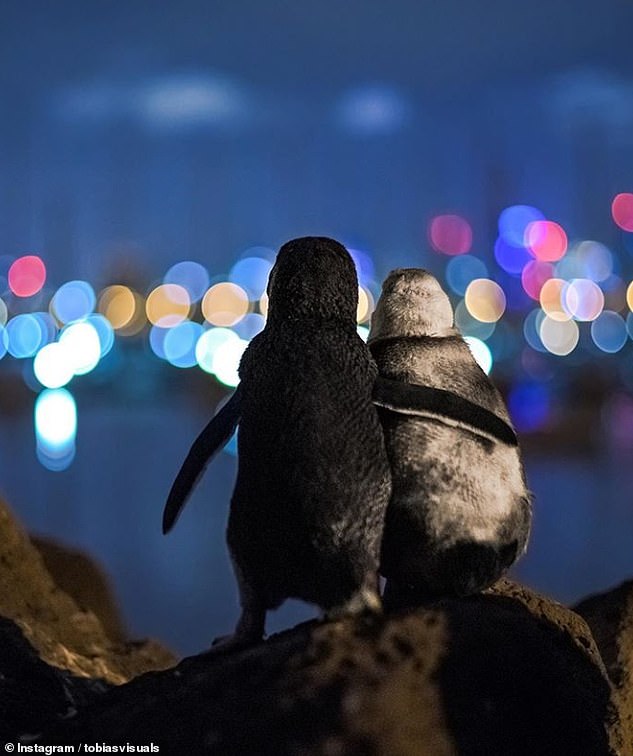 Shangrala's Tale Of Two Penguins