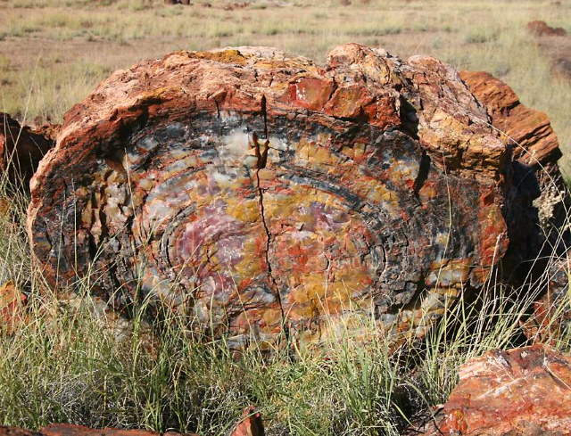 Shangrala's Amazing Petrified Forest