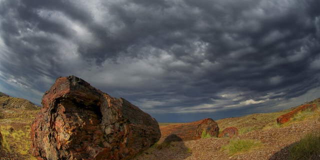 Shangrala's Amazing Petrified Forest