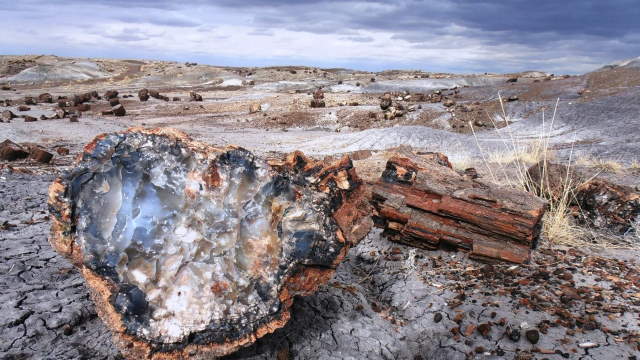 Shangrala's Amazing Petrified Forest