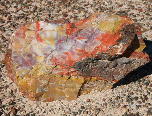 Shangrala's Amazing Petrified Forest