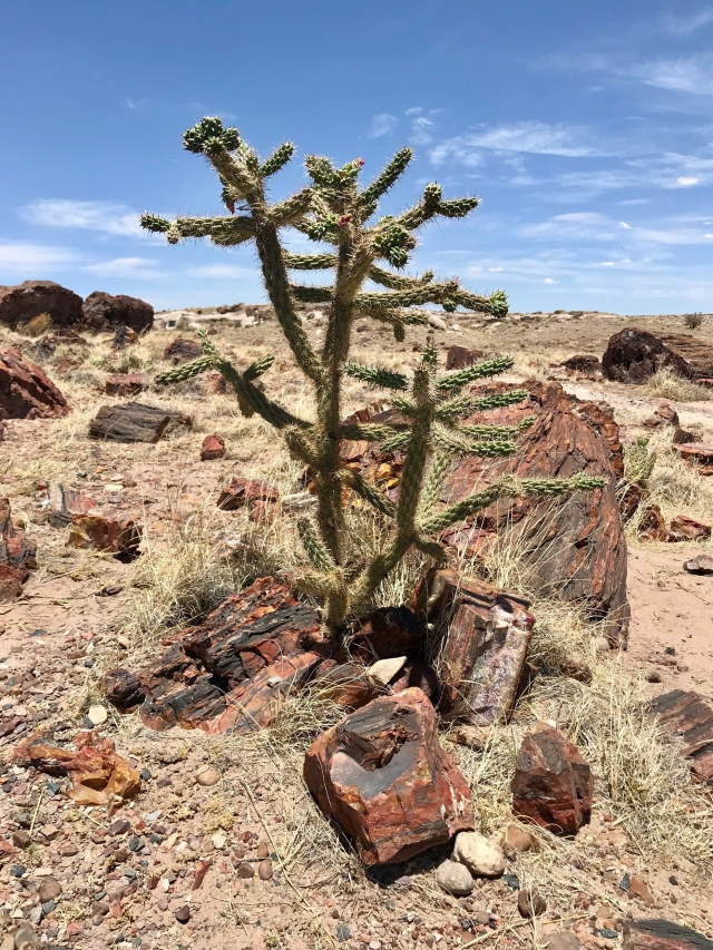 Shangrala's Amazing Petrified Forest