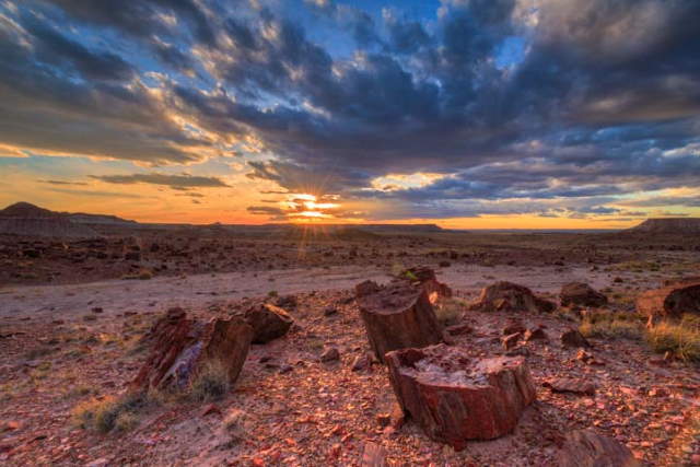 Shangrala's Amazing Petrified Forest