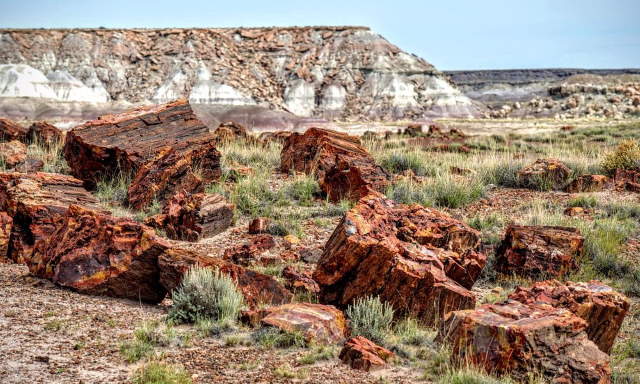 Shangrala's Amazing Petrified Forest