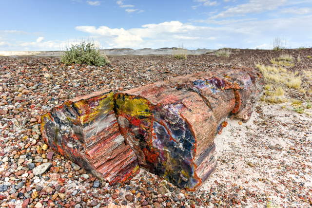 Shangrala's Amazing Petrified Forest