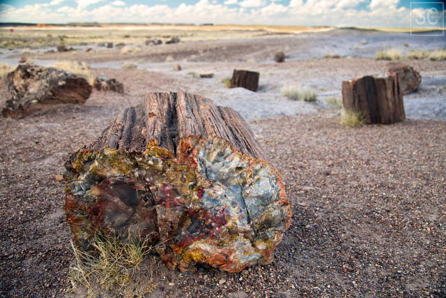 Shangrala's Amazing Petrified Forest