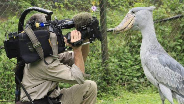 Shangrala's Sushi The Shoebill Stork