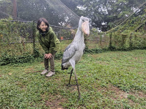 Shangrala's Sushi The Shoebill Stork