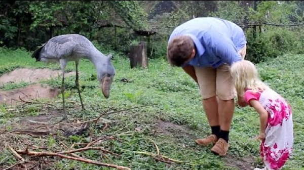 Shangrala's Sushi The Shoebill Stork